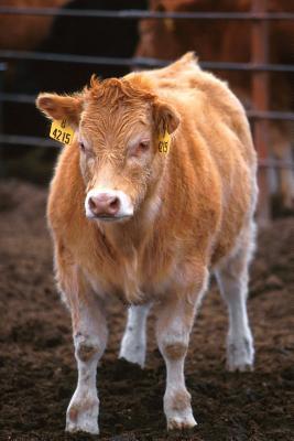 Read Farm Journal Piedmontese-Hereford Crossbred Calf: (Notebook, Diary, Blank Book) -  file in ePub