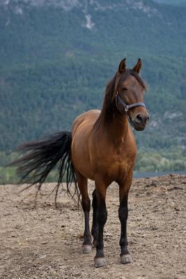 Full Download A Chestnut Brown Horse Portrait Journal: 150 Page Lined Notebook/Diary -  file in PDF